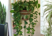 6 plantas de interior que purificarão o ar da sua casa
