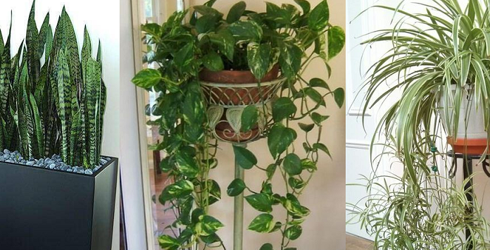 6 plantas de interior que purificarão o ar da sua casa