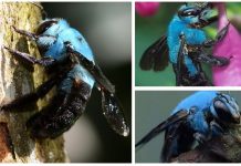 Abelha-carpinteira-azul rara é reencontrada na natureza
