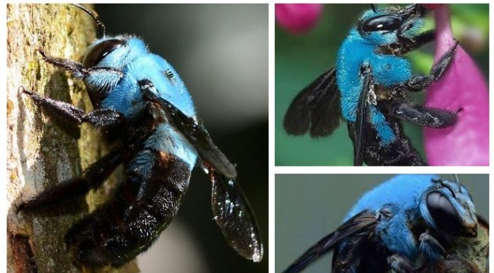 Abelha-carpinteira-azul rara é reencontrada na natureza