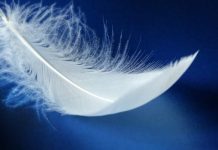 Anjos sinais e mensagens: penas, cheiros, sons? Como eles se manifestam e se comunicam conosco?