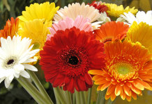 Gérbera: flor silvestre delicada e encantadora