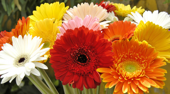 Gérbera: flor silvestre delicada e encantadora