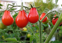 Aprenda a plantar o tomate pera Vermelho.