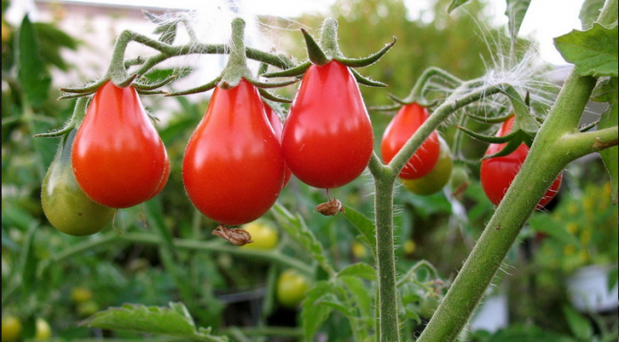 Aprenda a plantar o tomate pera Vermelho.