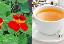 Chá da capuchinha: benefícios, propriedades e usos.