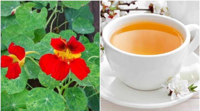 Chá da capuchinha: benefícios, propriedades e usos.