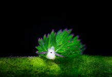 Esta linda lesma come tantas algas que pode fazer fotossíntese.