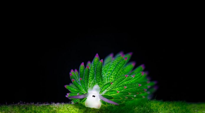 Esta linda lesma come tantas algas que pode fazer fotossíntese.