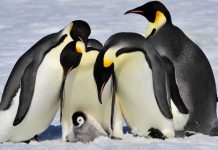 No meio da pandemia, a atmosfera é restaurada e o clima na Antártica melhora.