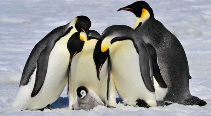 No meio da pandemia, a atmosfera é restaurada e o clima na Antártica melhora.