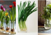 Flores e vegetais podem crescer em um copo de água.