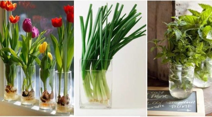 Flores e vegetais podem crescer em um copo de água.