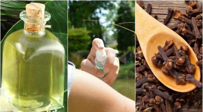 Como combater e se livrar de insetos de maneira natural.