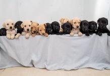 Labrador dá à luz uma das maiores ninhadas da história para a raça.