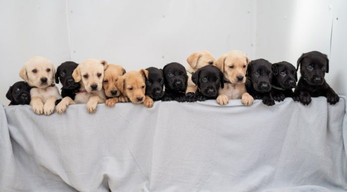 Labrador dá à luz uma das maiores ninhadas da história para a raça.