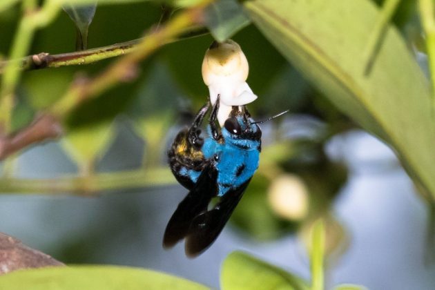 Abelha Carpinteira Azul Rara é Reencontrada Na Natureza Sabedoria Pura