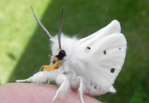 Conheça a borboleta poodle da Venezuela.