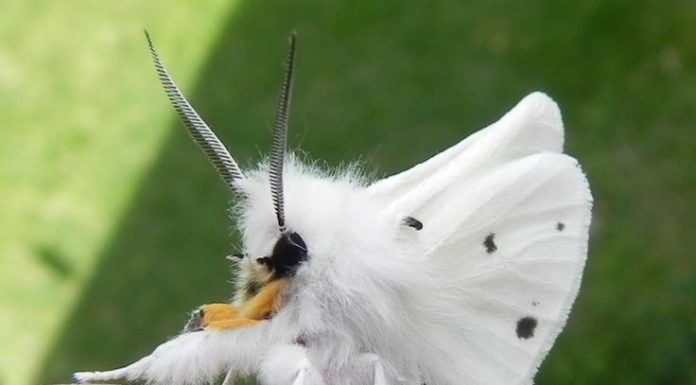 Conheça a borboleta poodle da Venezuela.