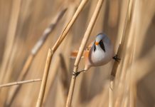 Esses passarinhos fazem maravilhas acrobáticas para manter o equilíbrio.