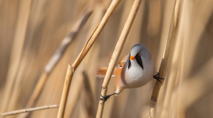 Esses passarinhos fazem maravilhas acrobáticas para manter o equilíbrio.