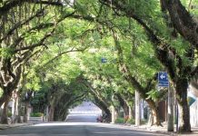 Uma das ruas mais bonitas do mundo: uma rua decorada com luxuosas árvores de pau-rosa.