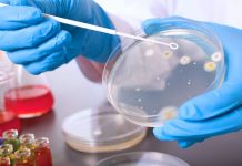 Com este remédio natural, você pode acabar com a bactéria Helicobacter Pylori.