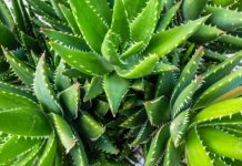 Em uma casa onde alguém está doente, deve haver Aloe vera.