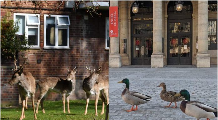 A contenção é uma trégua para os ecossistemas ameaçados? Quando os animais recuperam seus direitos.