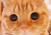 Cat Beau monde: os gatos mais bonitos do mundo.