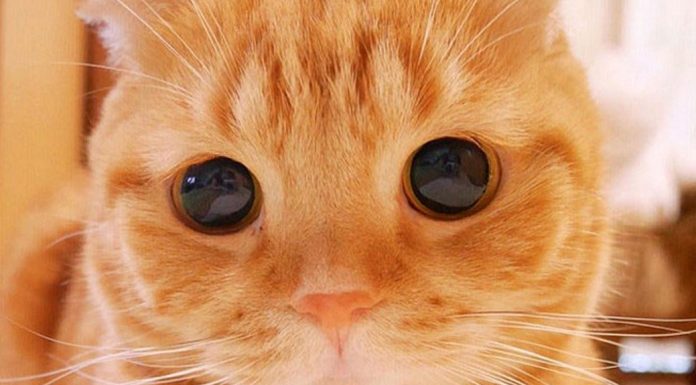 Cat Beau monde: os gatos mais bonitos do mundo.