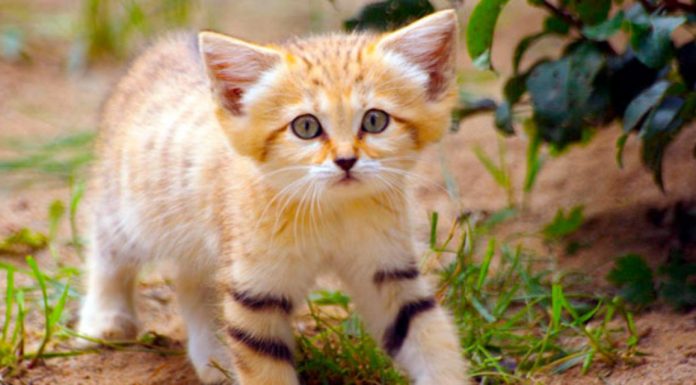Os gatos das dunas são a raça mais pequena, mesmo quando adultos eles se parecem com gatinhos.