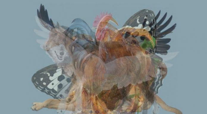 O primeiro animal que você vê revelará coisas fabulosas sobre você.