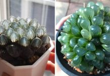 Conheça as “suculentas de vidro” que renovarão a alma do seu jardim.