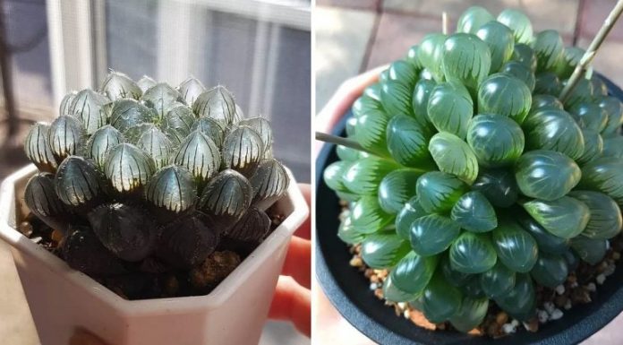 Conheça as “suculentas de vidro” que renovarão a alma do seu jardim.