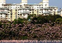 Em Mumbai, na Índia, mais de mil flamingos posam em lagos embelezando a paisagem
