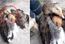 Ganso protegendo filhote de cachorro do tempo frio é a imagem mais linda que você verá hoje