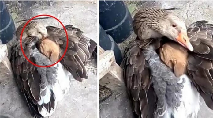 Ganso protegendo filhote de cachorro do tempo frio é a imagem mais linda que você verá hoje