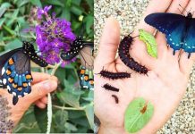 Um jovem repovoou uma espécie rara de borboleta, quase extinta, no seu quintal