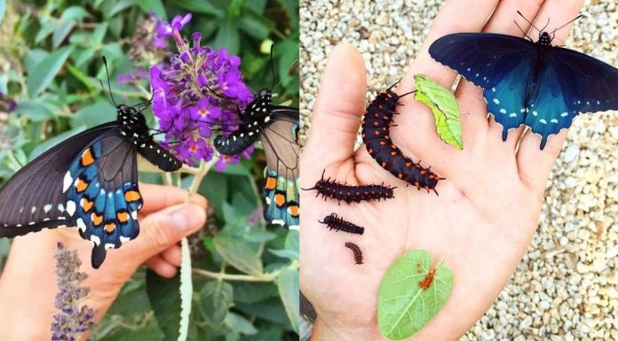Um jovem repovoou uma espécie rara de borboleta, quase extinta, no seu quintal