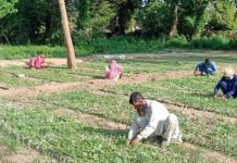 Paquistão usa quarentena para plantar milhões de árvores.