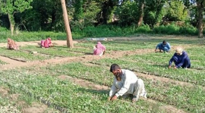 Paquistão usa quarentena para plantar milhões de árvores.