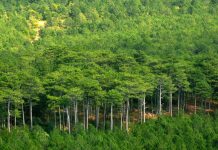 África está erguendo muralha de árvores que será maior estrutura viva da Terra
