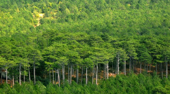 África está erguendo muralha de árvores que será maior estrutura viva da Terra