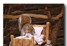 Fotógrafa faz uma cama minúscula para um esquilo que frequenta seu jardim