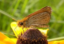 Borboletas são protagonistas desconhecidas e esquecidas da polinização.
