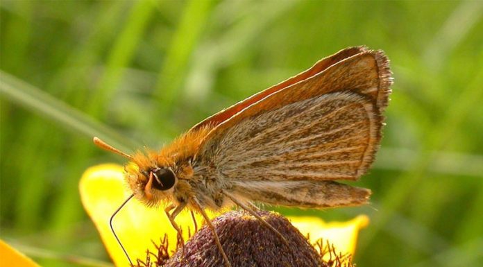 Borboletas são protagonistas desconhecidas e esquecidas da polinização.