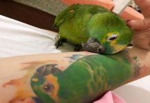 Papagaio reage lindamente ao ver imagem da parceira que partiu no braço de sua dona.