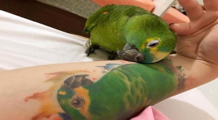 Papagaio reage lindamente ao ver imagem da parceira que partiu no braço de sua dona.