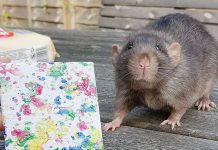 Esses ratos talentosos ficaram famosos por criar pinturas em miniatura.